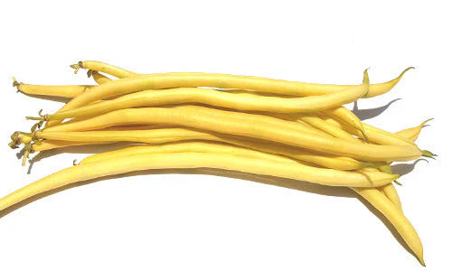 Monte Gusto – Bean Seed