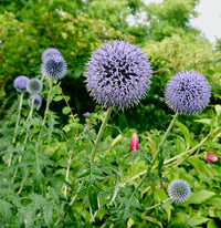 Globe Thistle