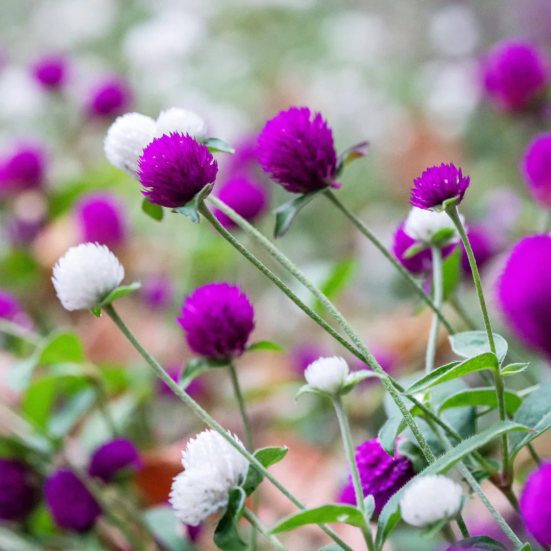 Globe Amaranth- Tall Mix