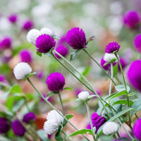 Globe Amaranth- Tall Mix