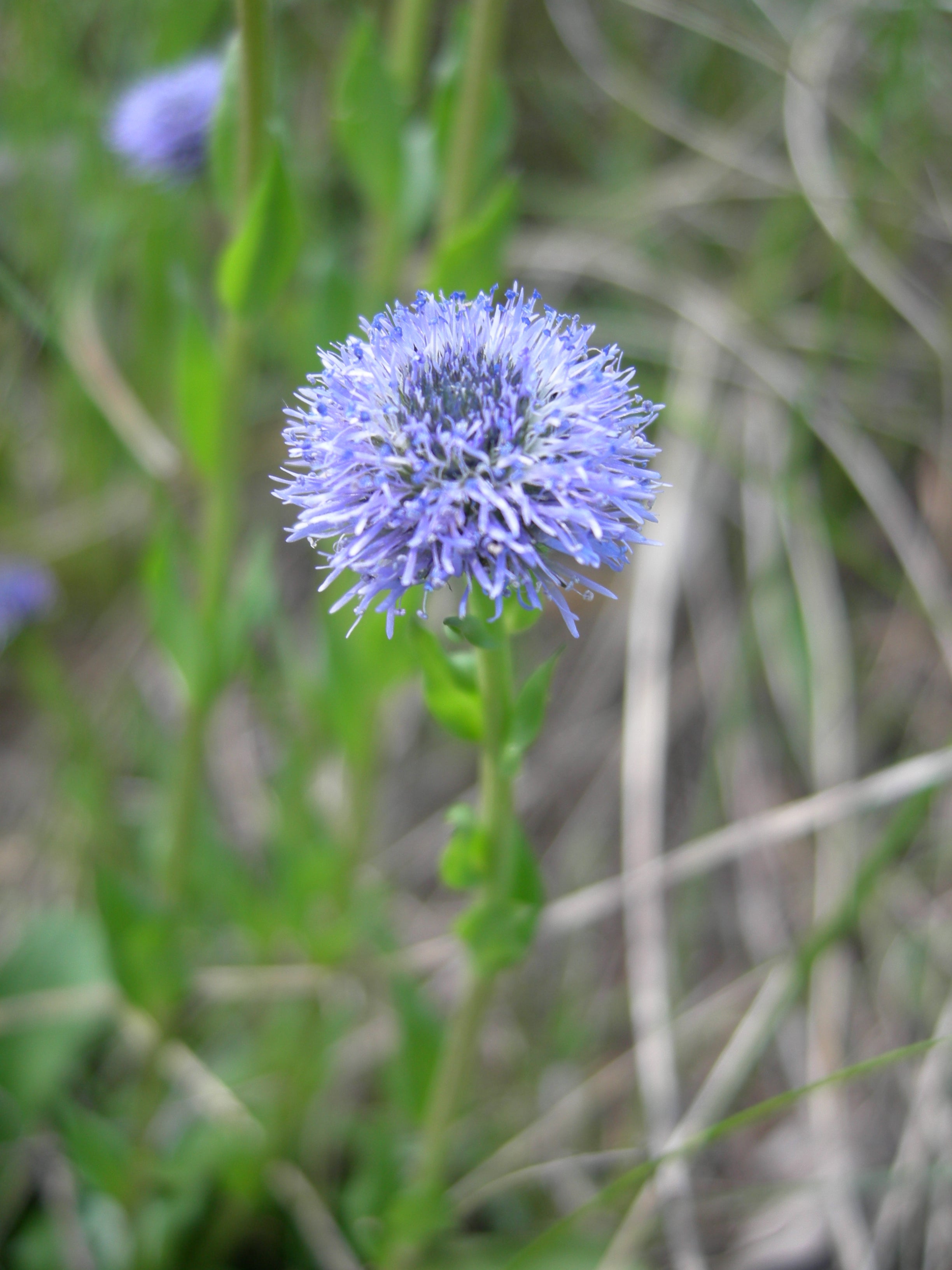 Globularia (nudicaulis flower) for planting in garden