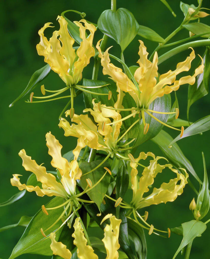 Heirloom Gloriosa Lutea Flower Seeds, Non-GMO Exotic Blooms for Planting