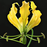 Heirloom Gloriosa Lutea Flower Seeds, Non-GMO Exotic Blooms for Planting