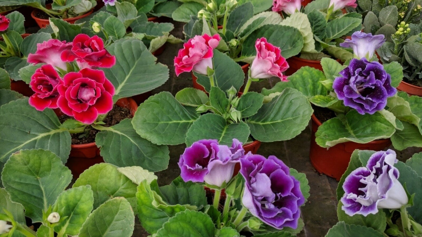 Heirloom Non-GMO Gloxinia Flower Seeds for Planting – Vibrant Indoor Garden Blooms