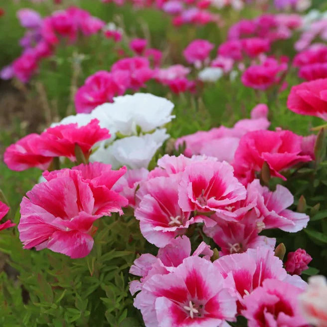 Godetia- Tall Double Mix