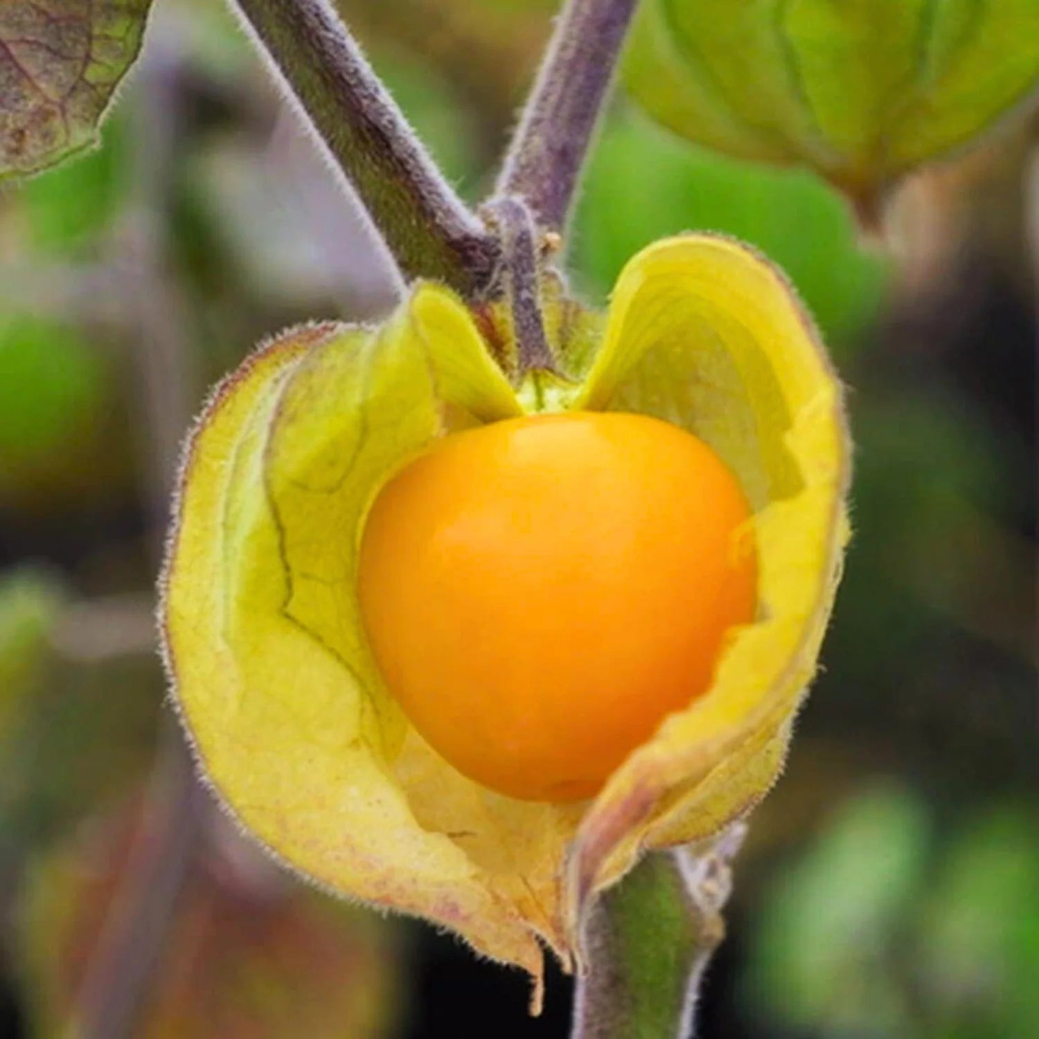 Golden berry Physalis peruviana seeds for yard