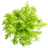 Golden Frills – Mustard Green Seed