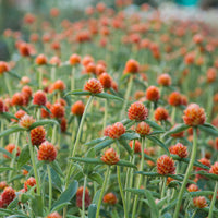 QIS? Orange – Gomphrena Seed