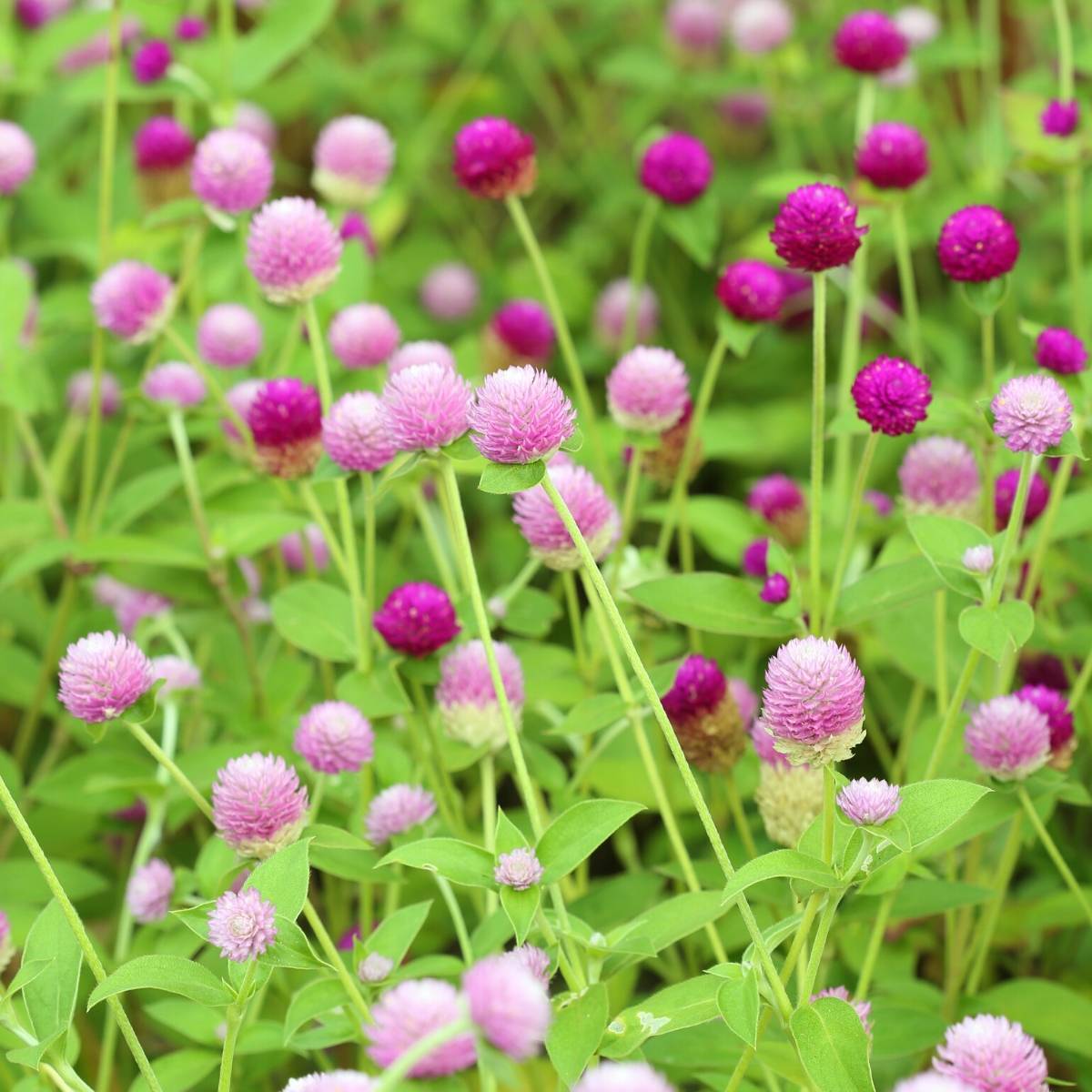 Globe Amaranth- Tall Mix
