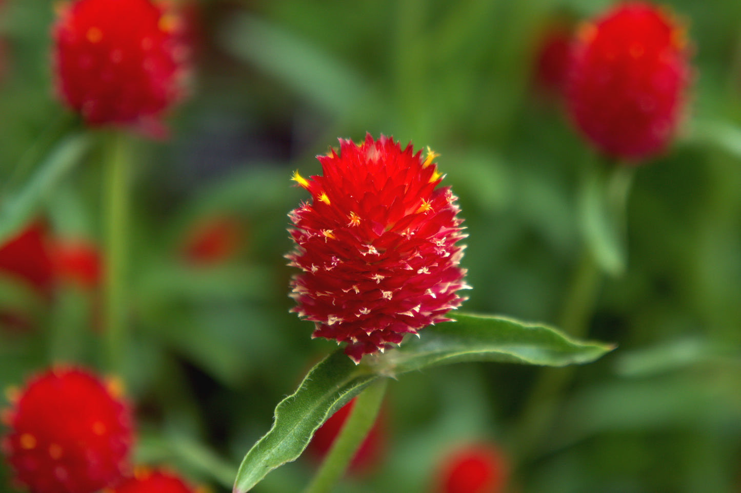 Globe Amaranth- Strawberry Fields