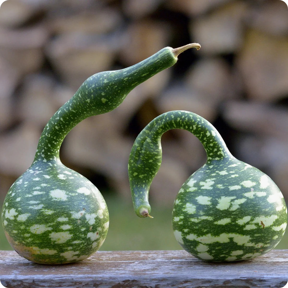 Speckled Swan – Gourd Seed