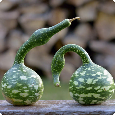 Speckled Swan – Gourd Seed