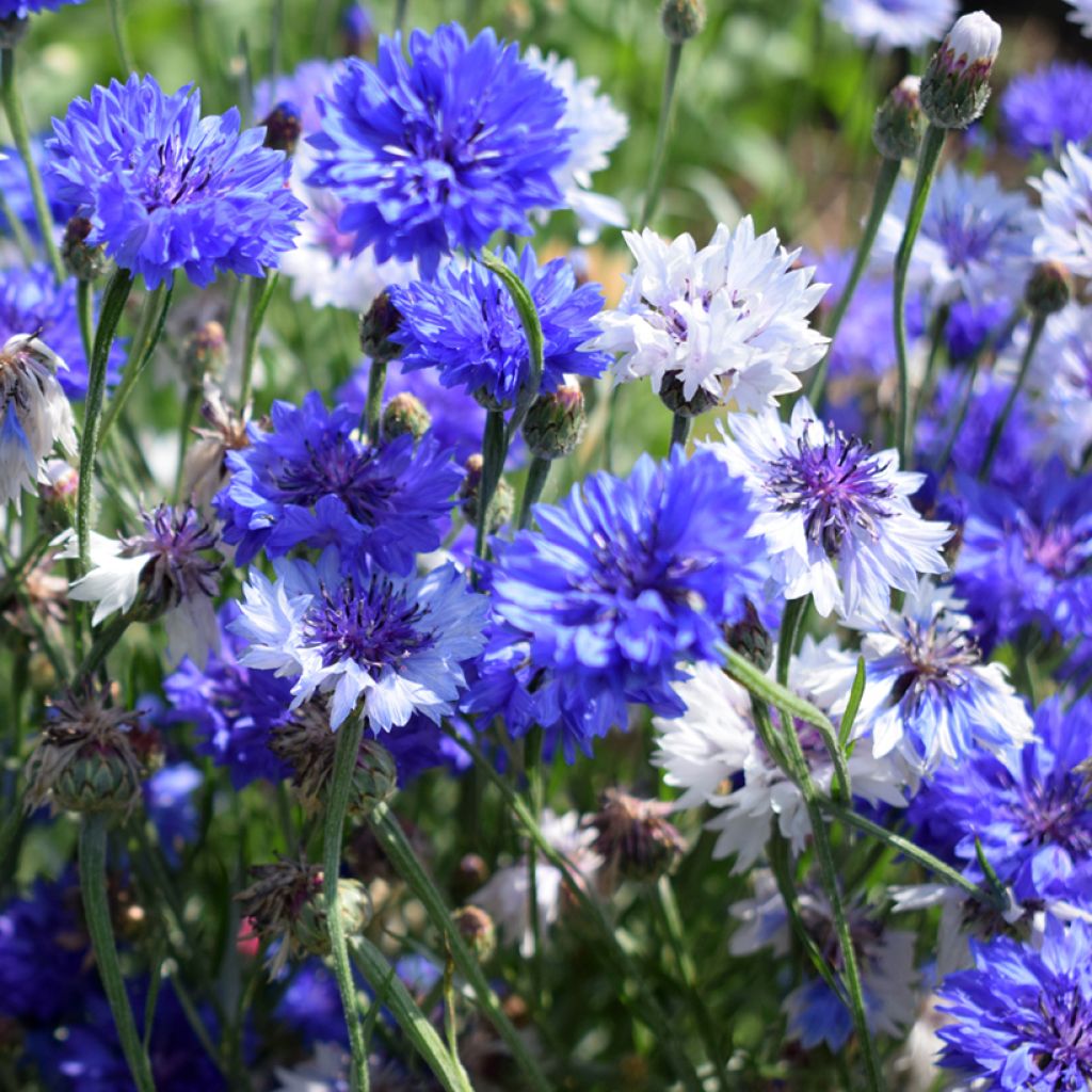 Cornflower- Classic Fantastic