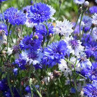 Cornflower- Classic Fantastic