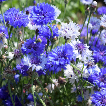 Cornflower- Classic Fantastic