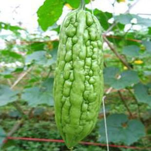 Green Dragon bitter Seeds hot vegetable Seeds