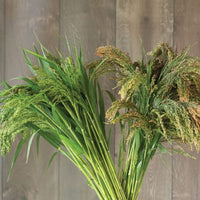 Silver Tip – Ornamental Grass Seed