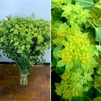 Green Gold – Organic Bupleurum Seed