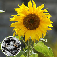 Sunflower Seeds