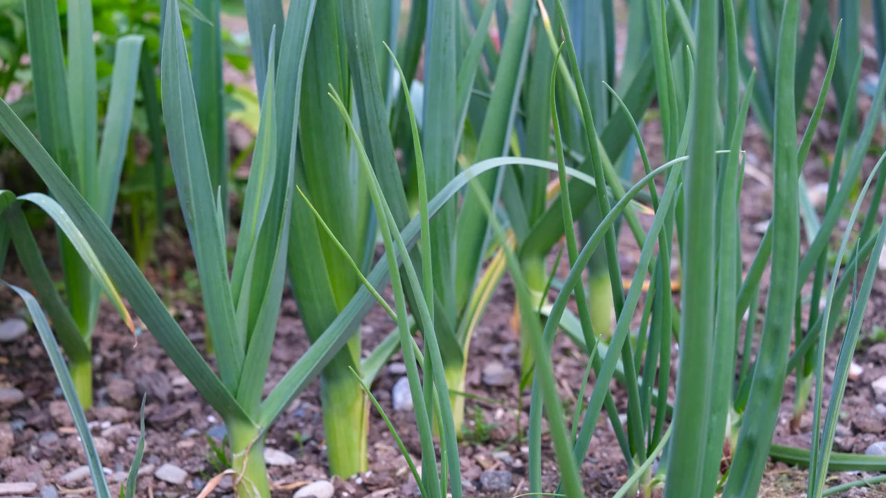 King Richard – Organic Leek Seed