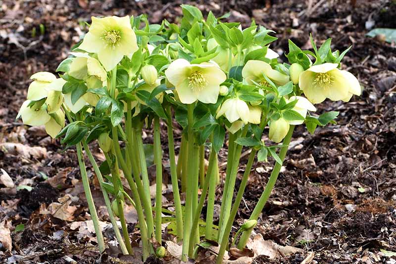 Lush Green WOW! Hellebore