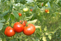 Mountain Fresh Plus – Tomato Seed