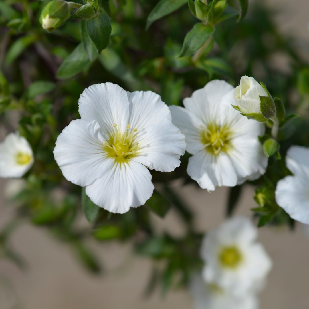 Mountain Sandwort