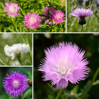 Cornflower - Sweet Sultan Mix