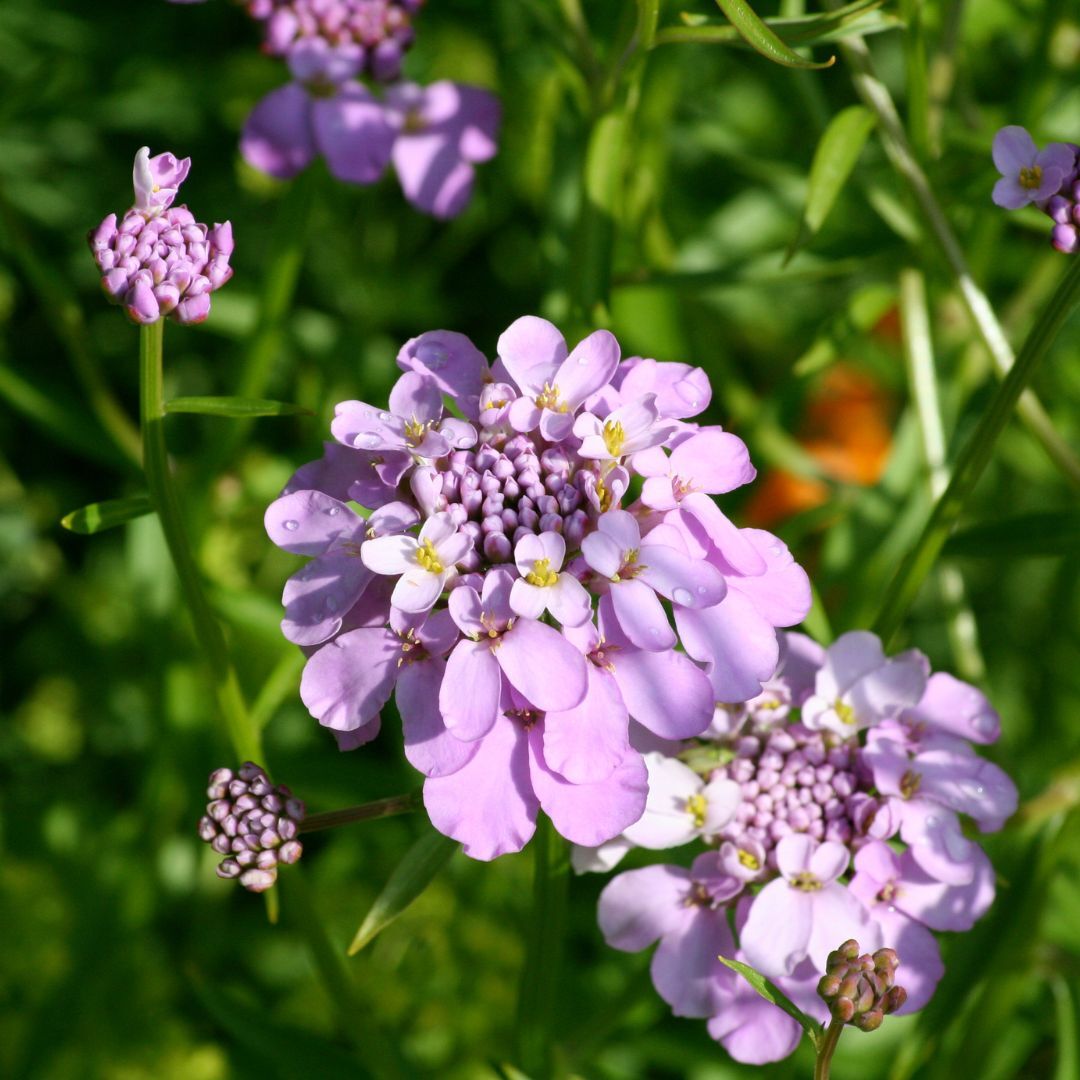 Candytuft- Gibraltar