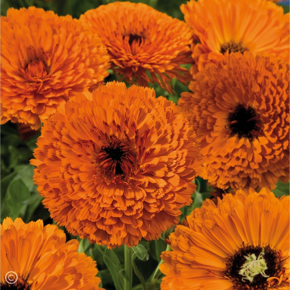 Calendula- Touch of Red Orange