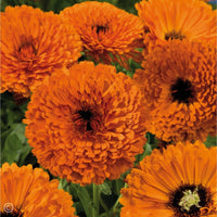 Calendula- Touch of Red Orange