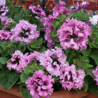 Petunia- Superbissima Rosea
