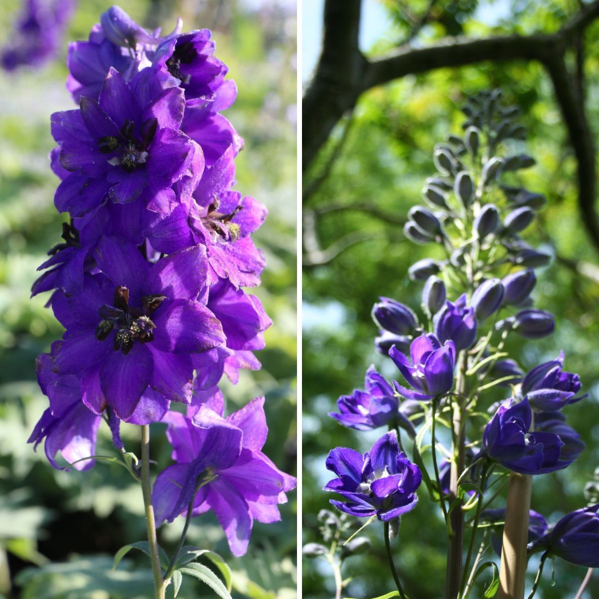 Delphinium- Pacific Black Knight
