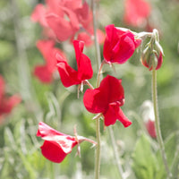 Sweetpea- Elegance Deep Red