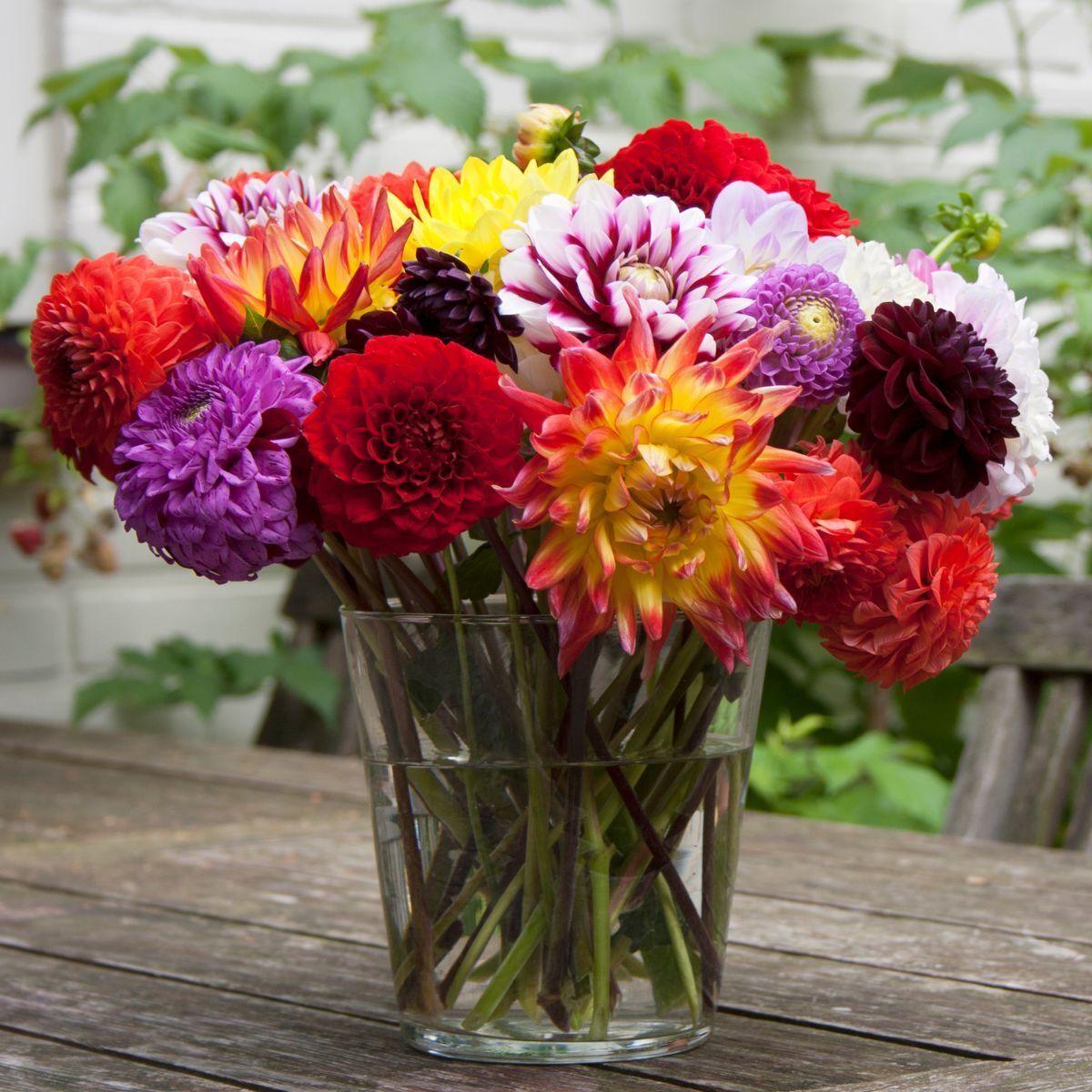 Dahlia- Rigoletto Mix