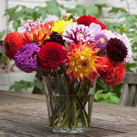 Dahlia- Rigoletto Mix