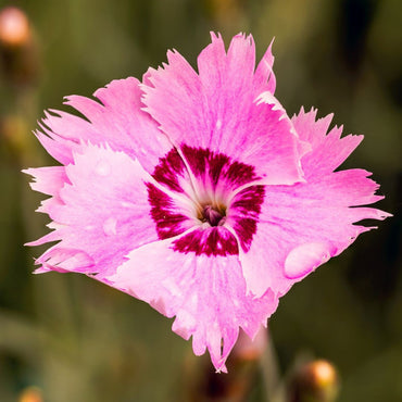 Dianthus- Allwood's Pink