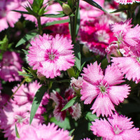 Dianthus- Allwood's Pink