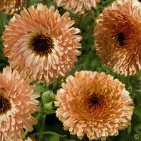 Calendula- Touch of Red Buff