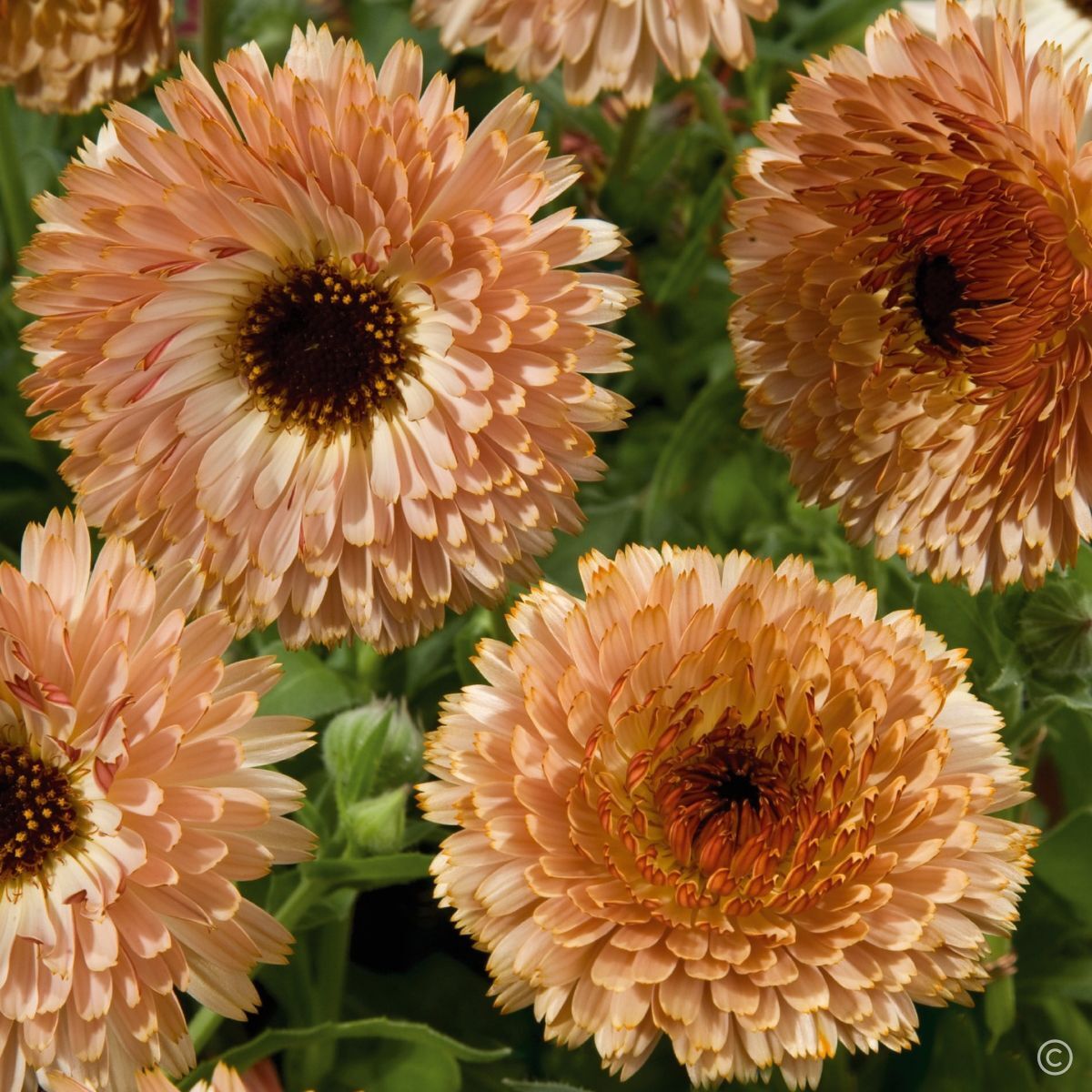 Calendula- Touch of Red Buff