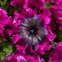 Petunia- Superbissima Dark Purple