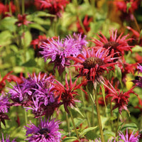 Panorama Mix – Monarda Seed