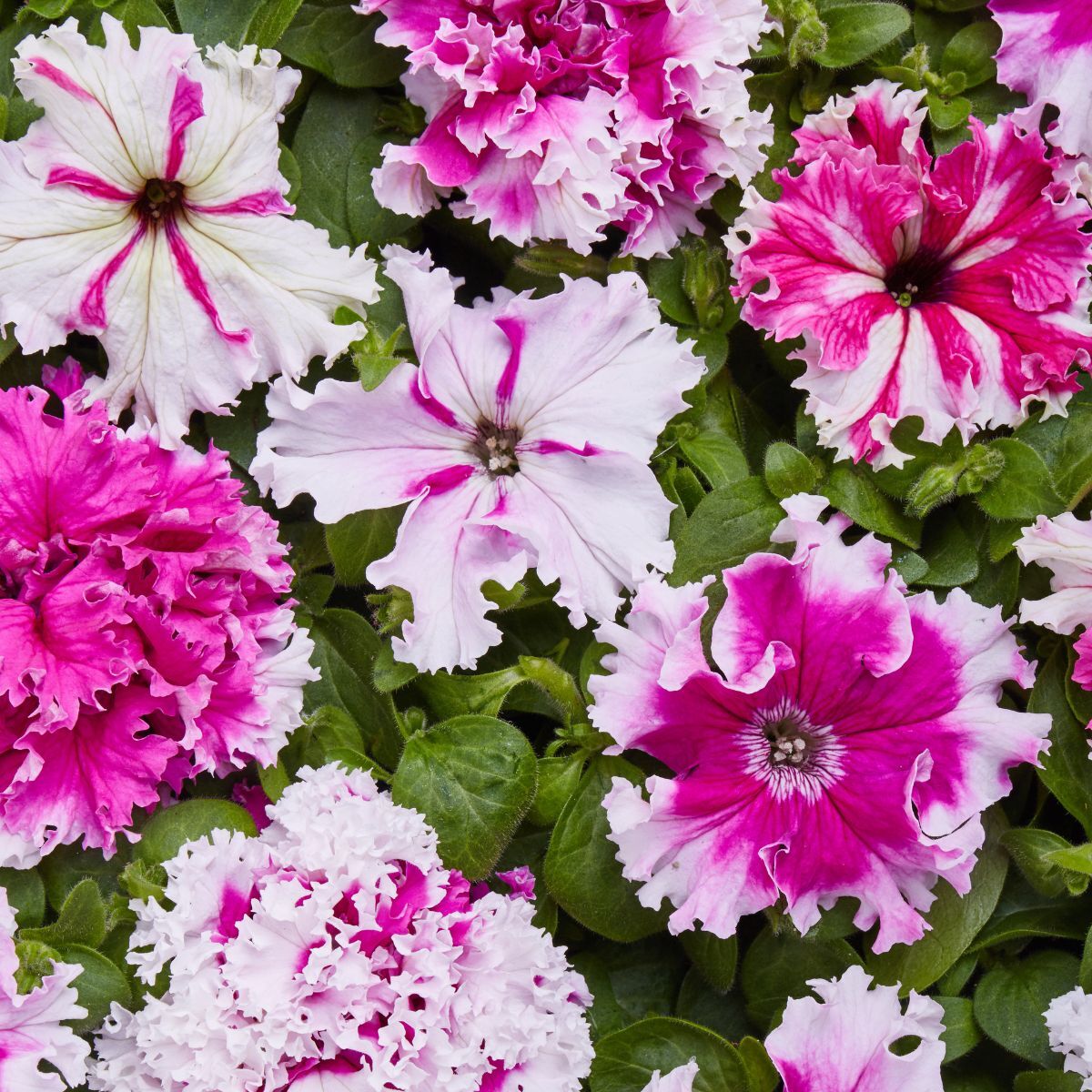 Petunia- Greetings from Jaromere