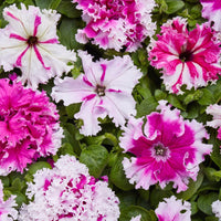 Petunia- Greetings from Jaromere