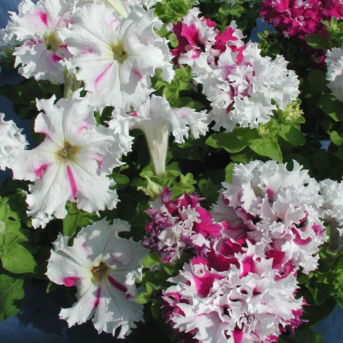 Petunia- Greetings from Jaromere