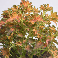 Coleus- Colocha Sunset