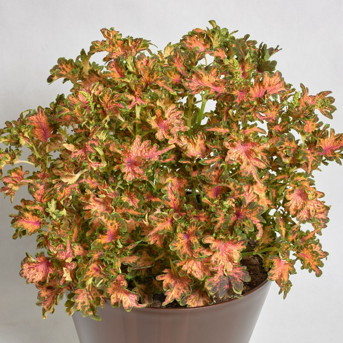 Coleus- Colocha Sunset