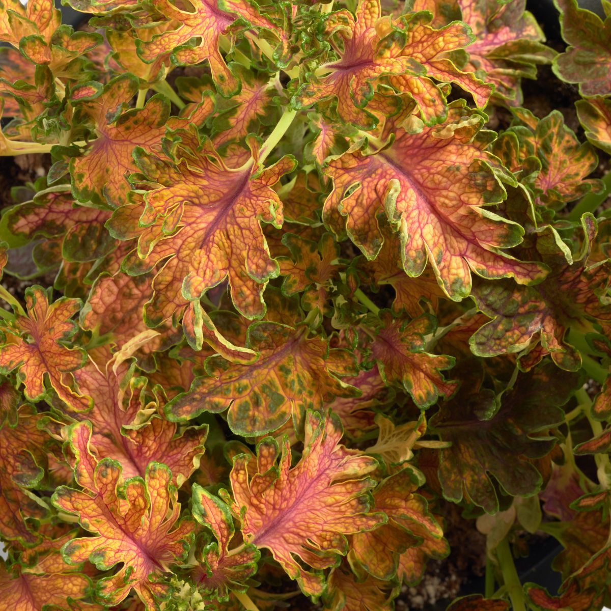 Coleus- Colocha Sunset