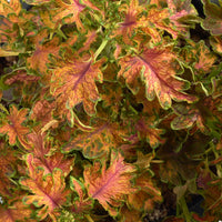 Coleus- Colocha Sunset