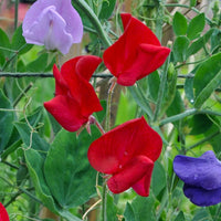 Sweetpea- Mammoth Scarlet